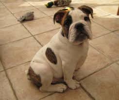 We are here to fulfill your needs as a person looking for a new puppy or as a breeder looking to find quality homes for their pups. Victorian Bulldog Appearance Characteristics And Pictures