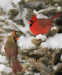Birds Outside My Window Meaning I Love Seeing The Cardinals At The Feeder All Winter Long Backyard Birds Pretty Birds Beautiful Birds