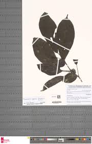 Image result for Thomandersia congolana