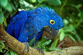 Endangered Species Bing Images