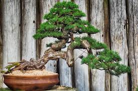 Bonsai Bentuk Ciri 21 Jenis Pembuatan Dan Harga