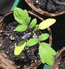Tomato Plant Problems Yellow Leaves Tomatoes Plants Problems Growing Tomato Plants Tomato Plant Trellis
