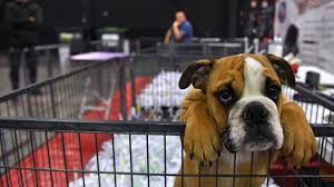 À propos de cet album. C Est La Journee Internationale Du Meilleur Ami De L Homme Le Chien