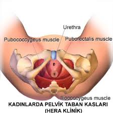 Kegel Egzersizleri Nedir Nasil Yapilir Vajinal Kaslar Nedir