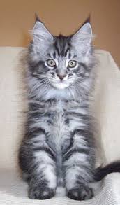 Pin On Maine Coon Norwegian Forest Cat Long Furred Cats