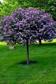 The Most Beautiful Trees For A Truly Spectacular Yard And Garden My Desired Home Lilac Tree Lilac Trees Landscaping Trees