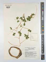 Image result for Eureiandra leucantha