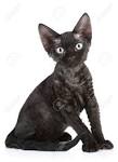 Devon Rex Cat Breed Information - Vetstreet