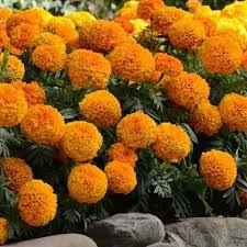 Be the first to review calendula marigold flowers cancel reply. Marigold Marvel Orange F1 Flower Seeds Insect Repellent Plants Orange Flowers