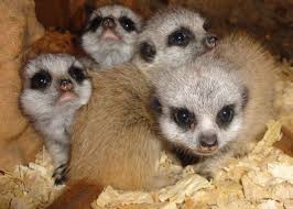 Meerkats Ne England Tame Baby Meerkats For Sale Reptile Forums Meerkat Animals Baby