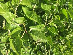 Image result for Basella alba