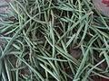 Pharmacognosy and phytochemistry parts studied : Leptadenia Pyrotechnica Wikipedia