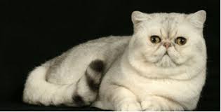 See more of exotic shorthair breeders on facebook. Exotic Shorthair Cat The Shorthaired Persian Holidogtimes