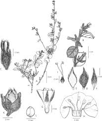 Image result for Seddera suffruticosa