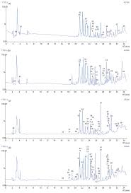 Image result for Polygala sadebeckiana