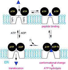 Image result for Antigen Processing