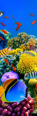 Another Dream Destination Great Barrier Reef Lolo Ocean Creatures Sea And Ocean Sea Animals