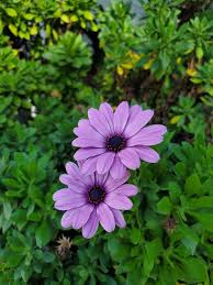 In the second year, the stalks shoot up, flowers bloom and seeds form. Light Purple African Daisy S Low Maintenance Plants Plants Drought Tolerant Plants