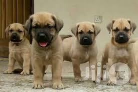 Boerboel puppies for sale and dogs for adoption. Archive Big Giant South African Boerboel Puppy Puppies For Sale Top Quality In Surulere Dogs Puppies All Things Pets Ng Jiji Ng