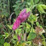 Image result for Kosteletzkya adoensis