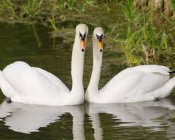 11 Animals That Mate For Life Animals Swan Pet Birds