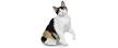 Japanese Bobtail Kittens and Cats - Available Now From ...