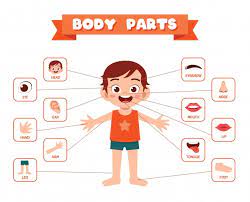 We show where each body part is. Body Parts Vocabulary By Virginia On Genially