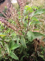 Image result for Ocimum gratissimum