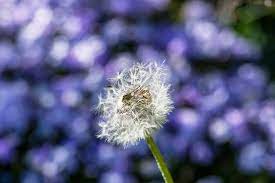 Free Image On Pixabay Dandelion Meadow Bug Dandelion Meadow Free Images