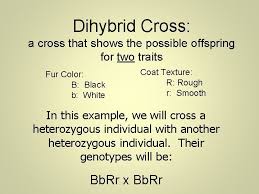 Similar to a punnet square, a dihybrid cross a dihybrid cross, however, tracks two traits, not just one. Heredity And Genetics Part Two Dihybrid Crosses Two