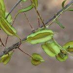 Image result for Combretum adenogonium