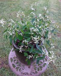 Image result for Euphorbia guerichiana