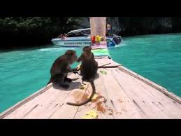 Maybe you would like to learn more about one of these? Monkey Beach Koh Phi Phi Thailand Part 1 Mov Youtube