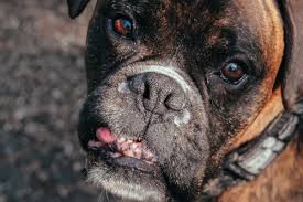 Red Gums in Dogs: 9 Causes & When To See Your Vet - Dr. Buzby's ToeGrips  for Dogs