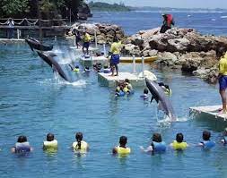 Dolphin Cove Tour Jamaica Dolphin Cove Jamaica Is The Ideal Place Where You Will Swim Interact With D Jamaica Vacation Attractions In Jamaica Jamaica Tourism