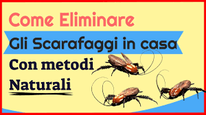 Con il caldo gli scarafaggi tornano padroni incontrastati delle strade cittadine e, spesso, arrivano fin. Come Eliminare Gli Scarafaggi In Casa Con Metodi Naturali Mai Piu Scarafaggi 2020 Youtube