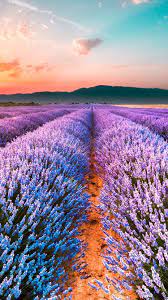 Wonderful Place Purple Flowers Wallpaper Nature Photography Landscape Photography