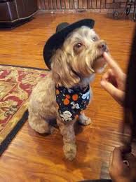 This is a place to post links from craigslist from people who are delusional when it comes to their prices. Craigslist Dogstulsa Clistdogstulsa Twitter