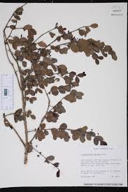 Image result for Crossopetalum