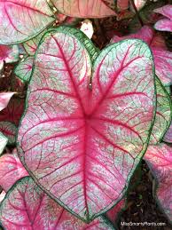 Caladium Radiance From Classic Caladiums New Caladium Varieties Caladium Caladium Garden Plants