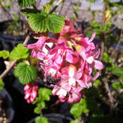 We did not find results for: Native Plants