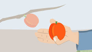 Thinning young fruit 4 for more information you 'll find more information on planting and care of fruit trees in the following anr products: How To Grow Apricots 15 Steps With Pictures Wikihow
