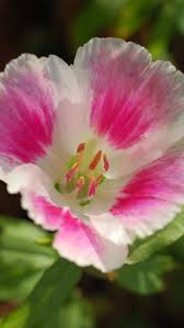 Check spelling or type a new query. 8 Flowers Starting With G Ideas Flowers Beautiful Flowers Planting Flowers
