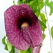 Image result for Aristolochia