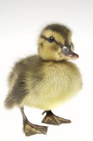 Black And Yellow Spotted Duckling One Day He Ll Be Ready Eat Well My Friend Baby Ducks Animals Beautiful Top 10 Cutest Animals