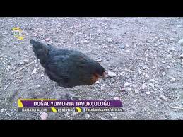 Yuruyen Kumes Ideal Tavuk Kumesi Nasil Olmali Yalitimli Kumes Guvercin Halit Oksuz Youtube