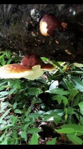 Image result for Ganoderma tsugae