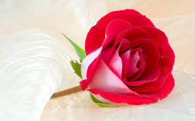 Wallpapers de rosas. Fondos de escritorio de rosas