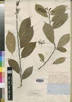 Image result for Turraea vogelii