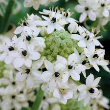 Image result for Ornithogalum